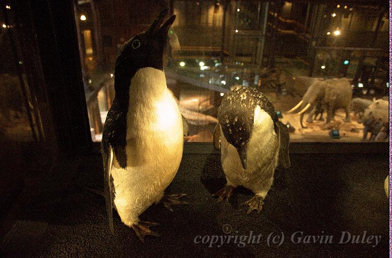 Penguins, Museum of Natural History IMGP1144.jpg